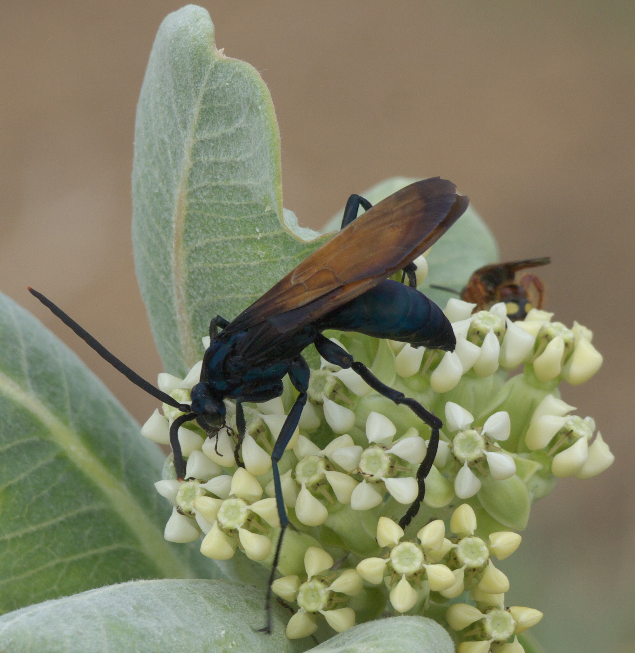 Tarantula Hawk Southeastern Colorado P1270150b - Arrow Termite And Pest 