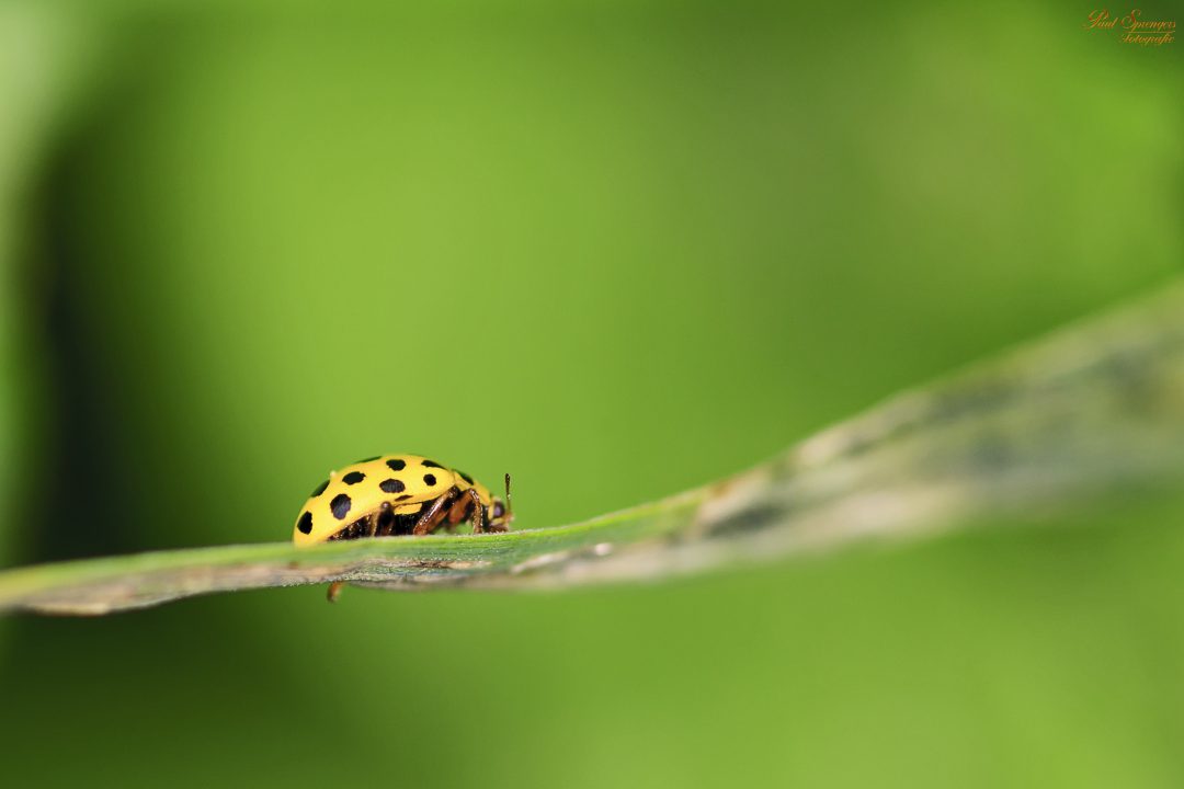 macro-ladybug-bug-yellow-65668 - Arrow Termite and Pest ...