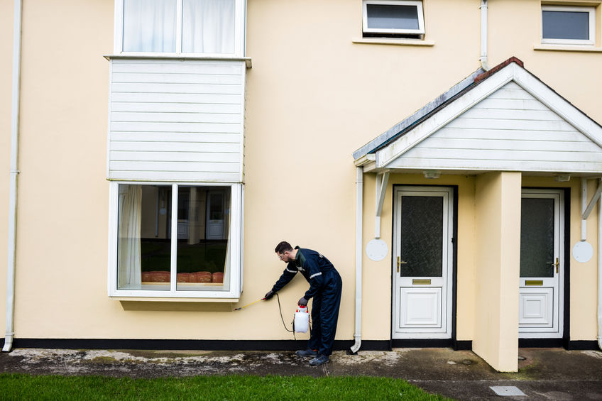 55696580 - pest control man spraying pesticide outside the ...