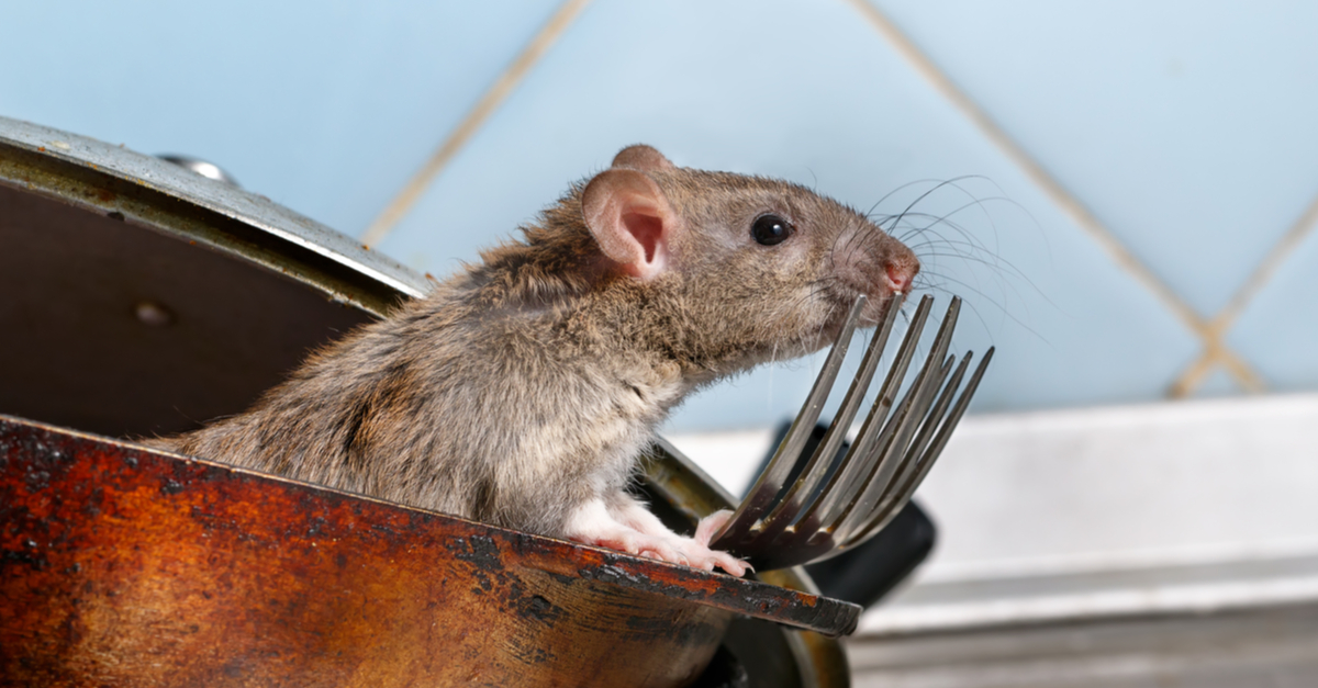 How to Keep Mice Out of Your House