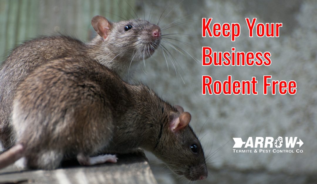 Keep Rats And Mice Away From Your NYC Home With Effective Pest Control -  BioTech Termite & Pest Control