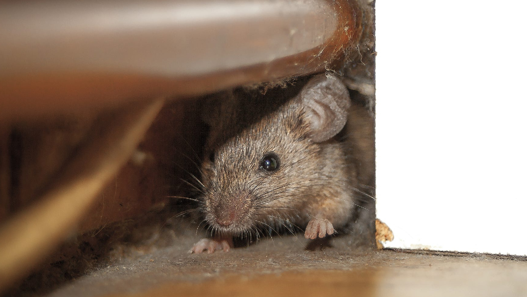 https://www.arrowtermiteandpestcontrol.com/wp-content/uploads/2022/01/why-do-rats-and-mice-invade-homes-during-the-winter-time.jpg