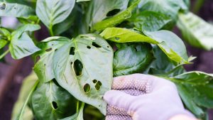 Learn How To Protect Your Garden From Pest
